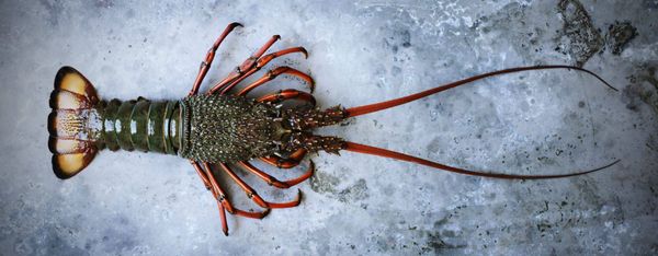 Frozen Rock Lobster from Australia supplied by Southern Rocklobster Limited - Frozen Frozen Rock Lobster