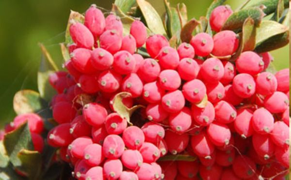 Barberry from Iran supplied by Damavand Trading Fartak GROUP - Organic Barberry