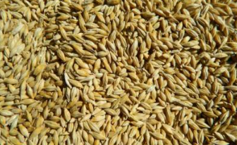 Barley from 카자흐스탄 supplied by Eurasia Agro - Brown 보리