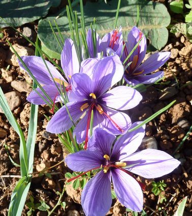 Saffron from France supplied by MAZET DU PEYROUX - Whole Saffron