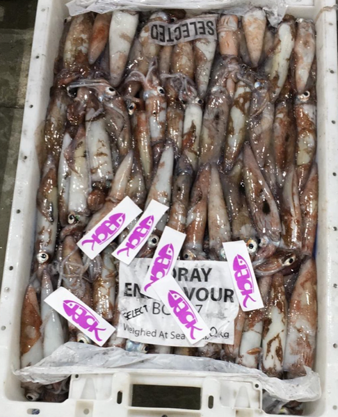 Squid from 영국 supplied by Jack Fish Company - Fresh (=Chilled=Raw) 냉동 오징어