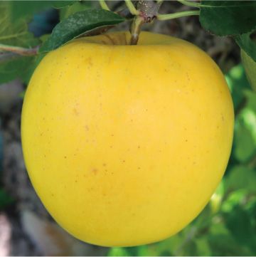 japanese fresh apple from Japan supplied by 青岛尤尼帕克商贸有限公司 - Fuji - Kiku 8 Fresh Apple