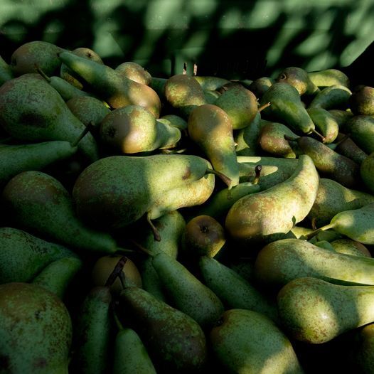 Fresh Pear from 벨기에 supplied by BEL’EXPORT - BA Lucas (=Beurré Alexandre Lucas=Lucas=Mantecosa Alexandre Lucas) 신선 배