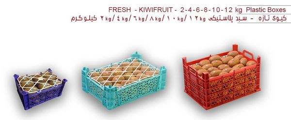 Fresh Kiwi from 이란 supplied by Liana Green Nature Initiative Ltd. - High Quality 신선 키위