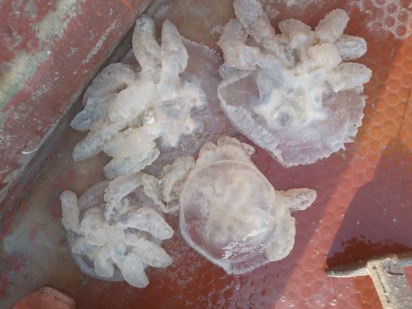 Jellyfish from 이란 supplied by HarikaSeafood - High Quality 냉동 해파리