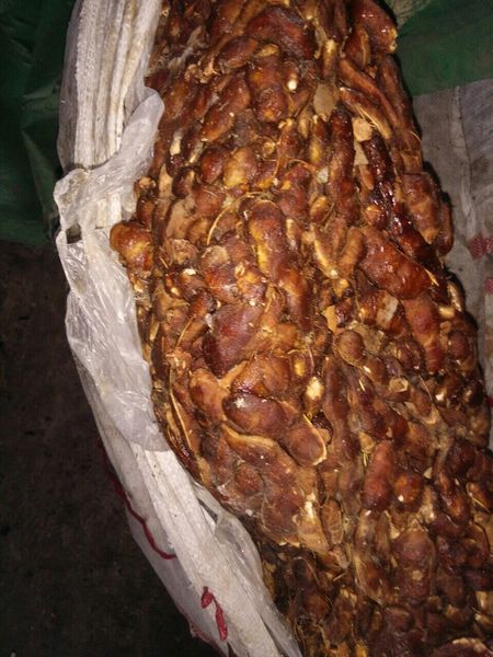 Tamarind from 미얀마 [버마] supplied by Great Luck Co.,Ltd - Brown 신선 타마린드