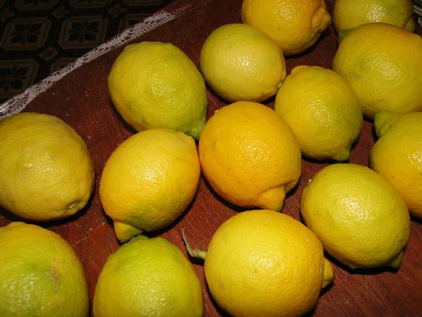 lemon from Morocco supplied by FRESH CITRUS EXPORT - Yellow Fresh Lemon