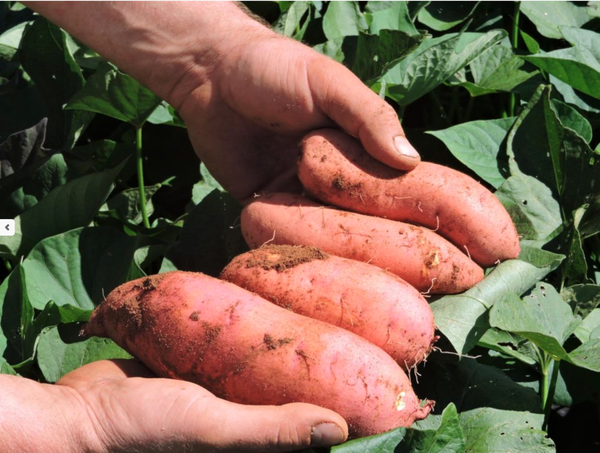 Sweet Potato from 필리핀 supplied by Diego's Root Crops Farming - 크기: 2A 고구마