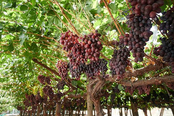 grape from Peru supplied by Polar Fruit International S.A.C. - Green Seedless - Autumn Crisp (=Sugra 35) Fresh Grape