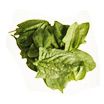 Fresh Spinach from 튀르키예 supplied by Ozturk Tarim Gida - Green 신선 시금치