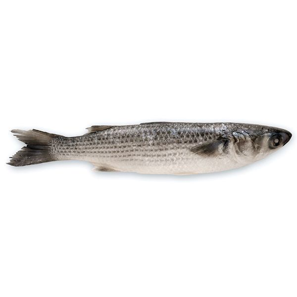 Grey Mullet from 튀르키예 supplied by antalya balik a.s. - Headed (=Head Off=Headless) 숭어(Grey Mullet)