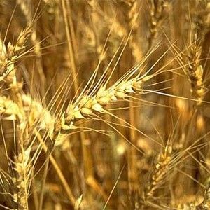 Winter Rye from Czechia supplied by SLEZSKA DUBINA - Small Rye