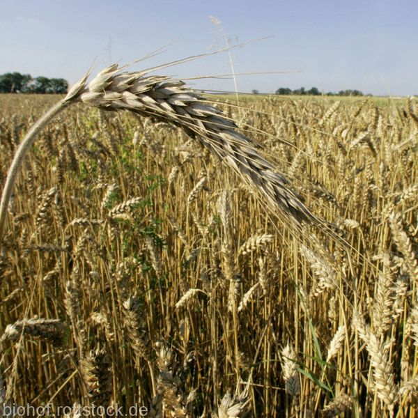 Organic Wheat from 독일 supplied by Organic Farm Rottstock - Whole 소맥