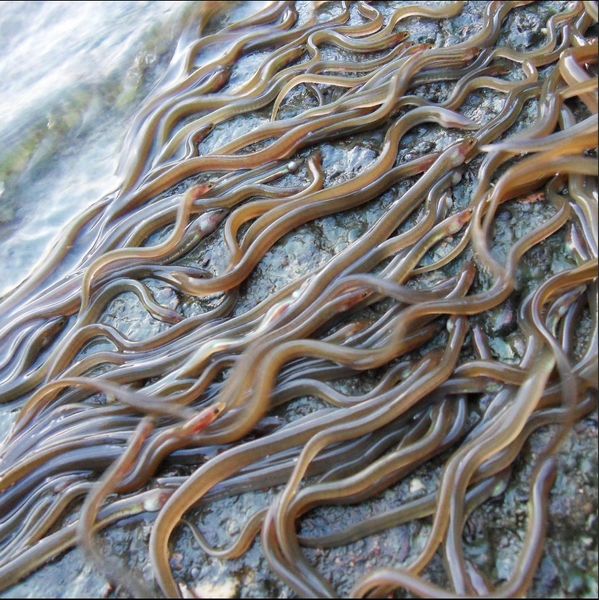 Fresh Eel from United Kingdom supplied by UK Glass Eels - Whole (=In The Round) Eel