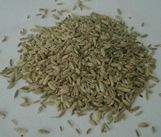 Fennel from Turkiye supplied by Bircan Aktas / Demar Inc., - Conventional Fennel Seed