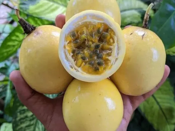 Yellow Passion Fruit – Colombia from Colombia supplied by FoodsMas - Yellow Passionfruit (=Passiflora flavicarpa) Fresh Passionfruit