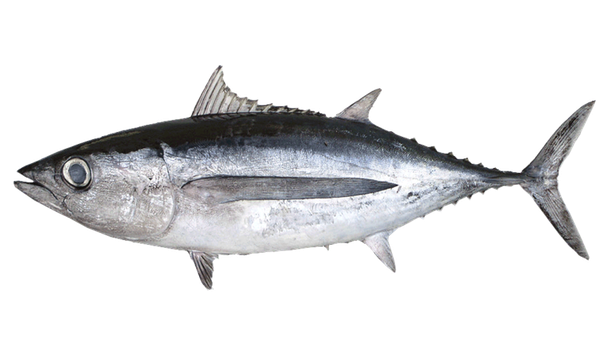 Tuna from Venezuela supplied by Consorcio Pesquero Vistalmar - Medregal Tuna