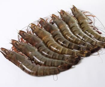 Shrimp from 미국 supplied by United Shellfish Company, Inc. - tiger 신선 새우
