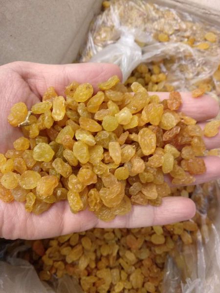 Raisin from 우즈베키스탄 supplied by Garden House LLC - Abjosh 건포도