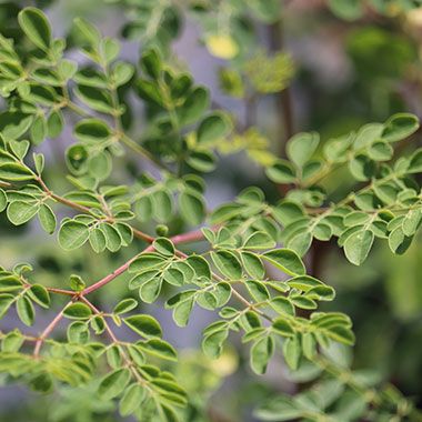 Herb Moringa from 남아프리카공화국 supplied by Malaneuns - 모링가