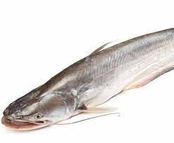 Dried Catfish from 아이슬란드 supplied by Vestfiskur - Fillet 냉동 메기 통마리