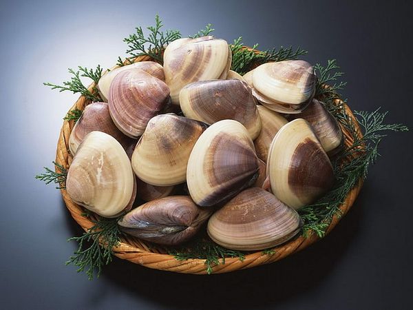 Clams from 미국 supplied by Hillman Shrimp & Oyster Co. - Half Shell (=Half Shelled=Half Shucked) 냉동 조개