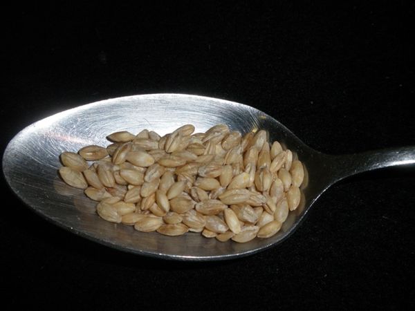 Barley from 미국 supplied by Mulberry Lane Farm - Yellow 보리