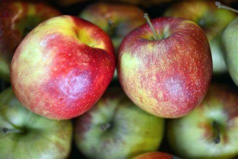 Apples from Belgium supplied by Dries Sebrechts Fruit - Fresh (=Chilled) Fresh Apple