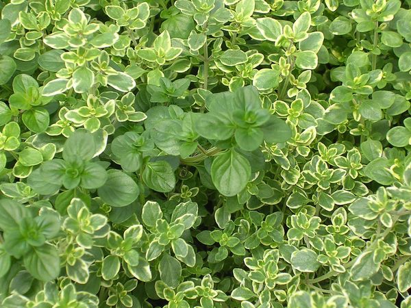 Thyme from 이집트 supplied by Altayeb Company - Organic 허브 블렌드