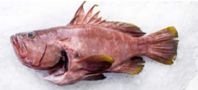Grouper (EPINEPHELUS ACANTHISTIUS) Wild Catched from 코스타리카 supplied by Industrias Martec S.A. - 냉동 그루퍼