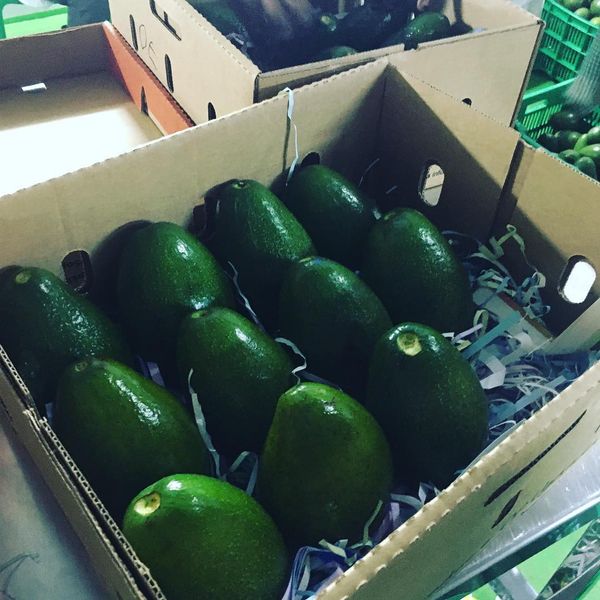 Avocado from 우간다 supplied by Texacore Trade LLC - Size: 12 신선 아보카도