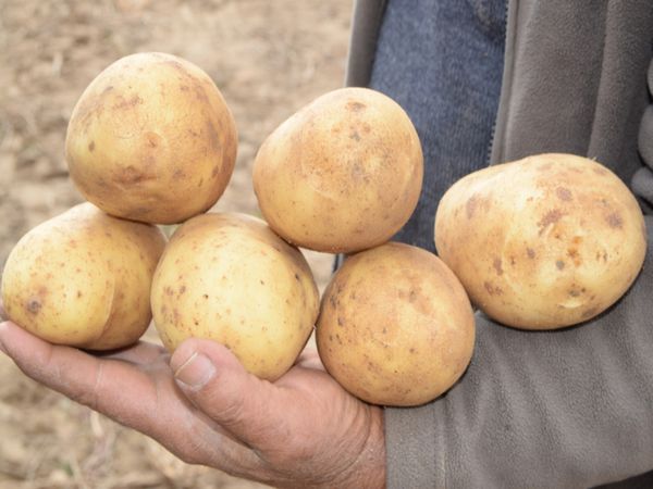 Fresh Whole Potato from Greece supplied by Hellenic Farming S.A. - Brown Fresh Common Potato