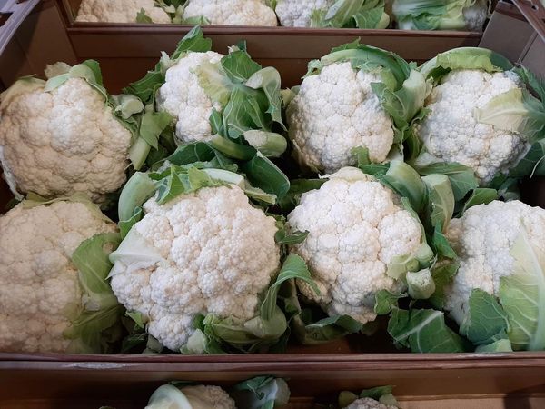 Fresh Cauliflower from Netherlands supplied by Witkamp - Mature Cauliflower Fresh Cauliflower