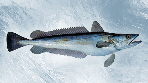 Fresh European Hake from 노르웨이 supplied by NORDIC WILDFISH AS - European Hake (=Merluccius merluccius =Herring Hake) 냉동 헤이크