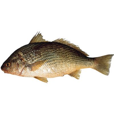 Frozen Croaker from 아르헨티나 supplied by Compañía Italo Uruguaya de Pesca S.A. - Argentine Croaker (=Umbrina canosai) 냉동 암치