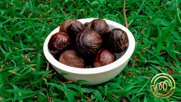 nutmeg from Indonesia supplied by Jaya Dewata Spices - High Quality Whole Nutmeg
