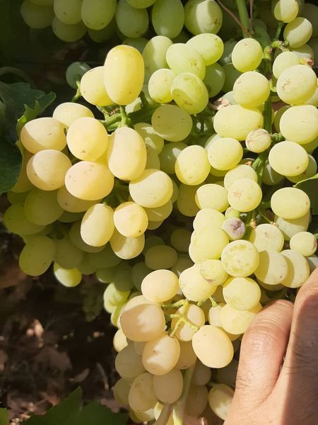 Fresh Grapes from 이란 supplied by Safiran Sepehr Paya - Asgari 신선 포도