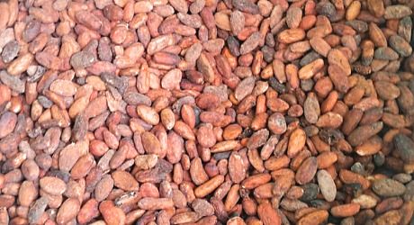Cocoa Beans from 페루 supplied by Rainforest Trading S.A.C. - Grade 2 코코아콩