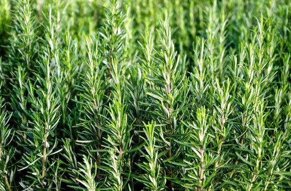 Rosemary from Germany supplied by Herrmann Herbs - Leaf Rosemary