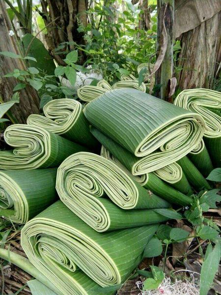 Fresh Banana Leaves from 인도네시아 supplied by PT. Vikea Alam Nusantara - Very Good 케일
