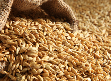 Barley from 폴란드 supplied by Grandex - Brown 보리
