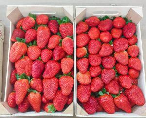 Fresh Strawberry from 그리스 supplied by Kaplanis Fruits - Red 신선 딸기