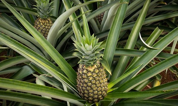 Pineapple from 독일 supplied by COBANA GMBH & CO. KG - 크라운 포함(=Crowned) 신선 파인애플