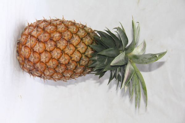 Pineapple from Cameroon supplied by GIC TERRESPOIR - High Quality Fresh Pineapple
