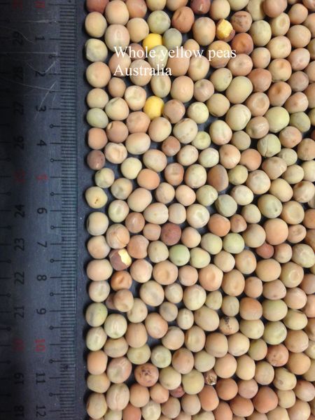Whole yellow peas from 호주 supplied by Exports of Australia Pty Ltd - Whole 말린 일반 콩