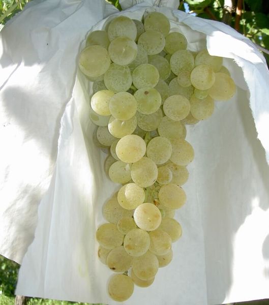 Fresh Whole Aledo Grape from 스페인 supplied by COOP. V. AGRÍCOLA DE MONFORTE DEL CID - Aledo 신선 포도
