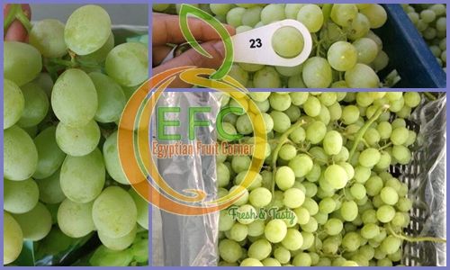 Grape from 이집트 supplied by Egy Fruit Corner - 14~22 mm 신선 포도