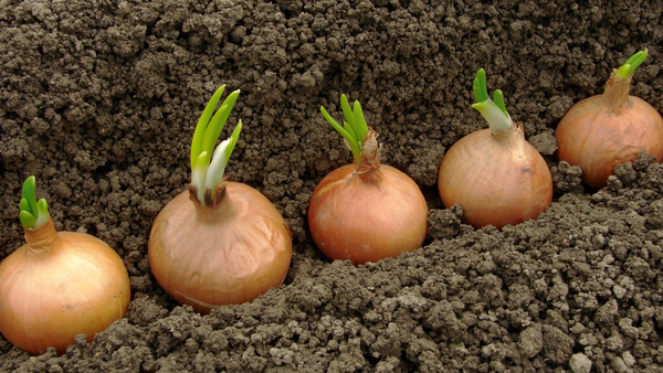 Redskin Onion from Colombia supplied by East Colombia Trading Company - Red Fresh Onion