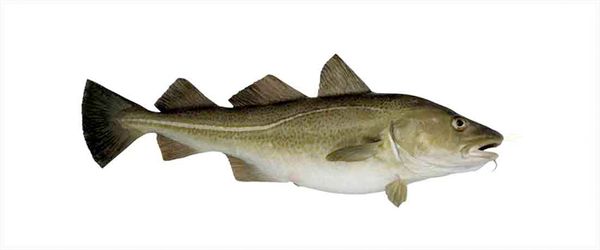 Fresh Whitefish from 노르웨이 supplied by SAGA SEAFOOD AS - Whole (=In The Round) 냉동 화이트피쉬