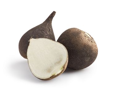 Black Radish from United States supplied by Maurice A. Auerbach, Inc. - Black Radish (=Black Spanish Radish=Erfurter Radish) Radish